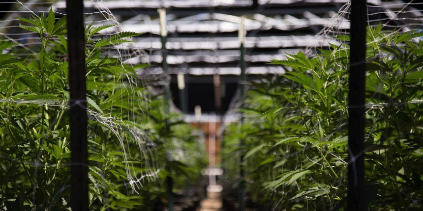 可口可樂億萬富翁推出大麻穩定幣