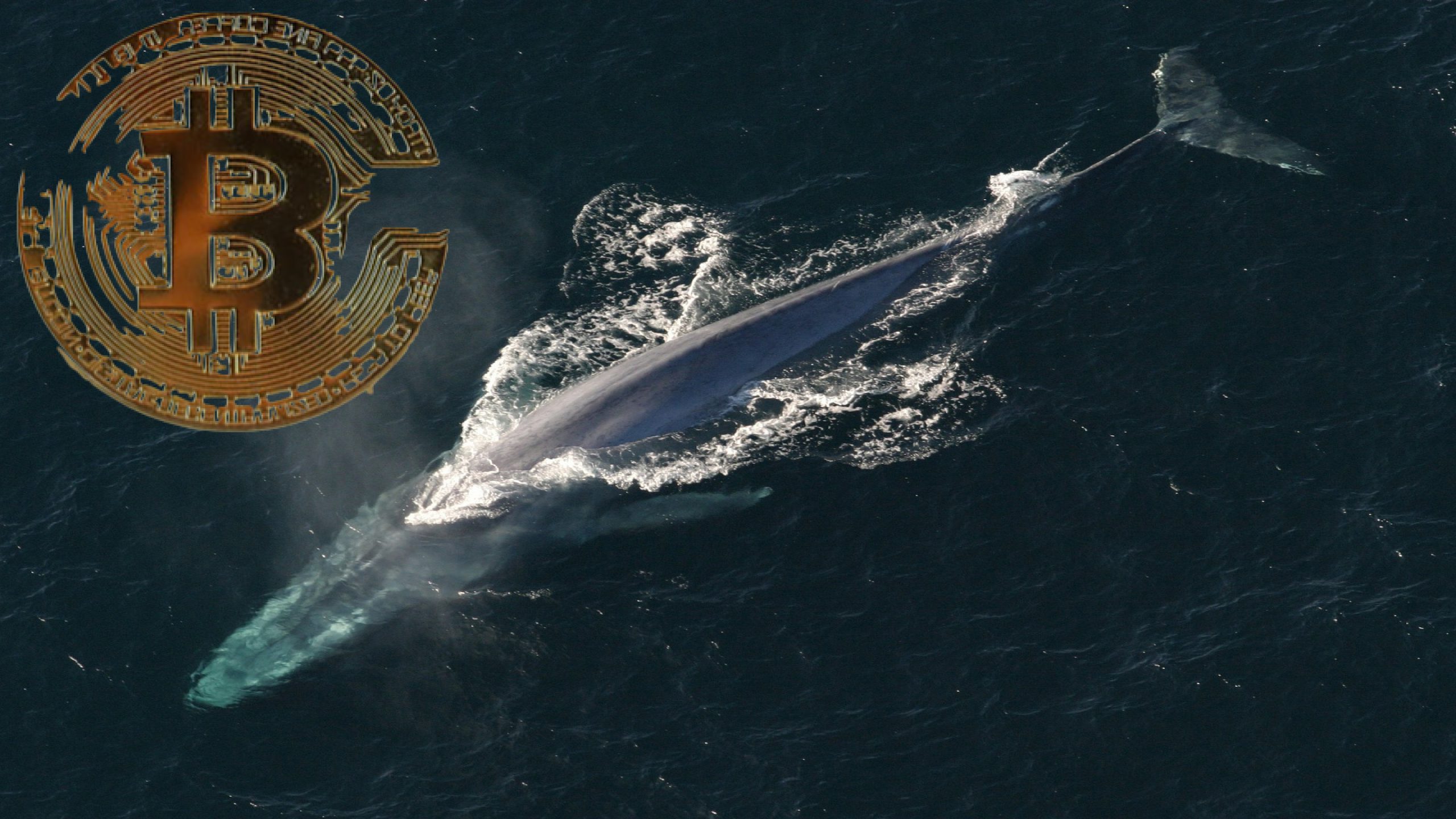 鏈聞精選】比特幣巨鯨四年來首次增長，而平均財富卻略有下降？ | 鏈新聞ABMedia