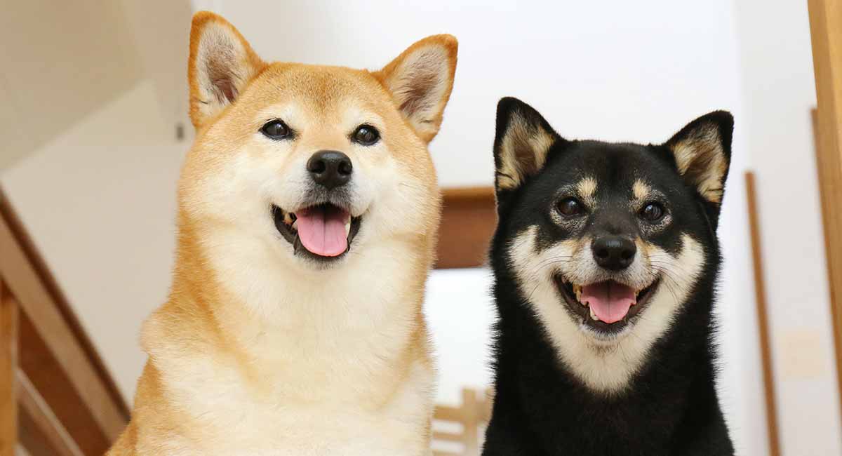 馬斯克大頭照換「叉子」！神秘推文「Dojo 4 Doge」引揣測，吳忌寒：硬分岔？