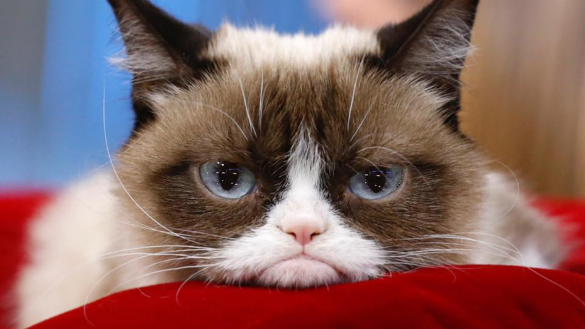 迷因系項目添生力軍！臭臉貓幣「Grumpy Cat」誕生，為收容所籌集7萬美元