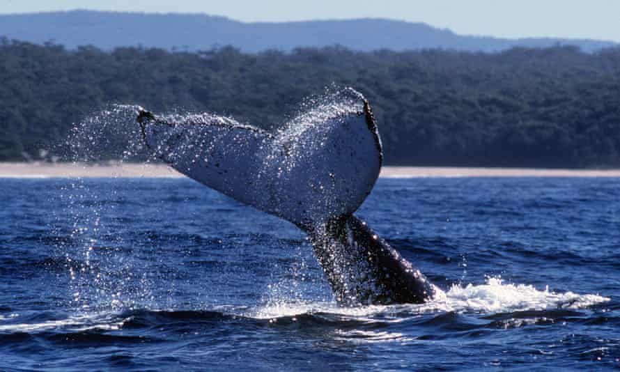 山盟海誓成昨眠歹勢！收益聚合協議Polywhale抽光百萬美元後宣布停止協議開發