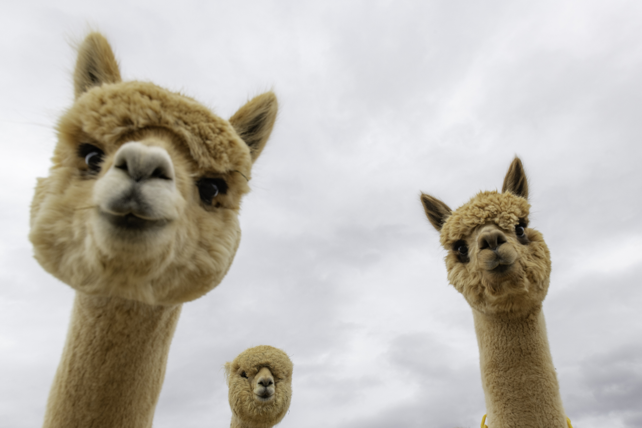 半小時爆倉二十萬美金？中國KOL親述羊駝Alpaca Finance爆倉始末