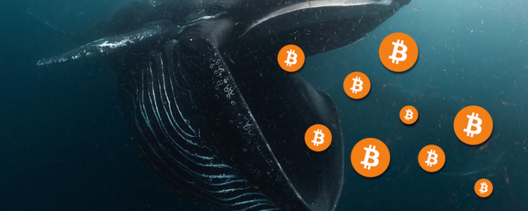 擺脫資訊不對稱！善用工具以追蹤巨鯨、獲得 Alpha