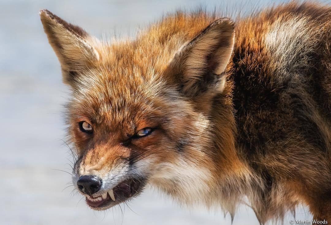 快更新MetaMask！合約含「Set Approval For All」提出警示，防範惡意授權