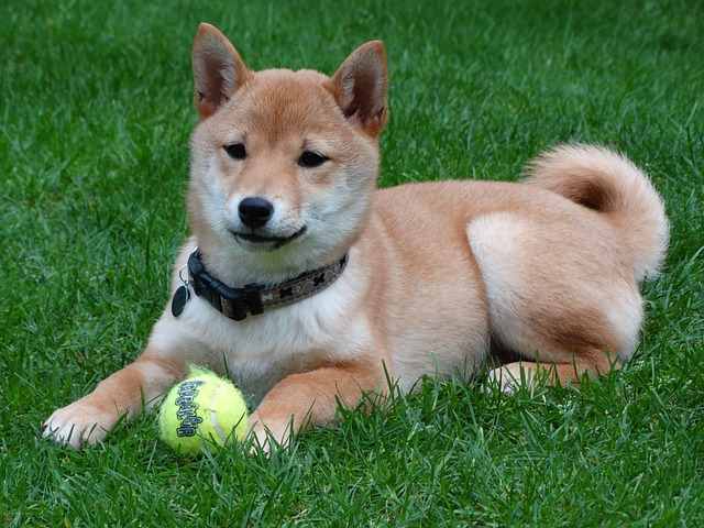 狗狗幣(DOGE)七日163%！研究發現：前五十大持有者擁有近64%代幣