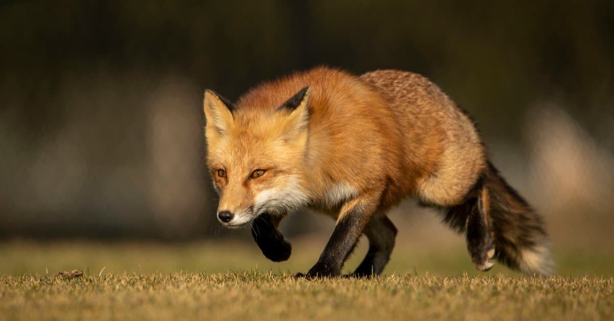 Metamask隱私及安全功能更新！一鍵開啟釣魚偵測、更新RPC提供商
