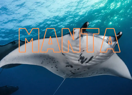 Manta Network 倒貨疑雲，散戶又當了一次韭菜嗎