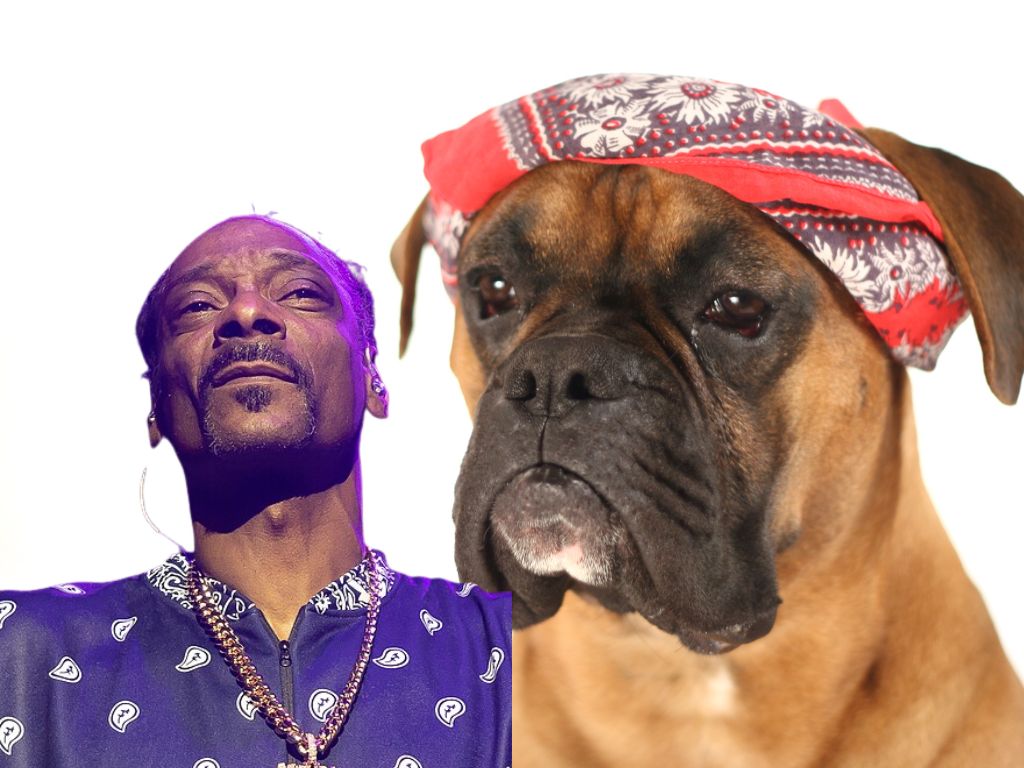 Snoop Dogg 表示不再使用 Spotify，透露個人音樂作品將遷移至 Web3 音樂平台 Tune.FM