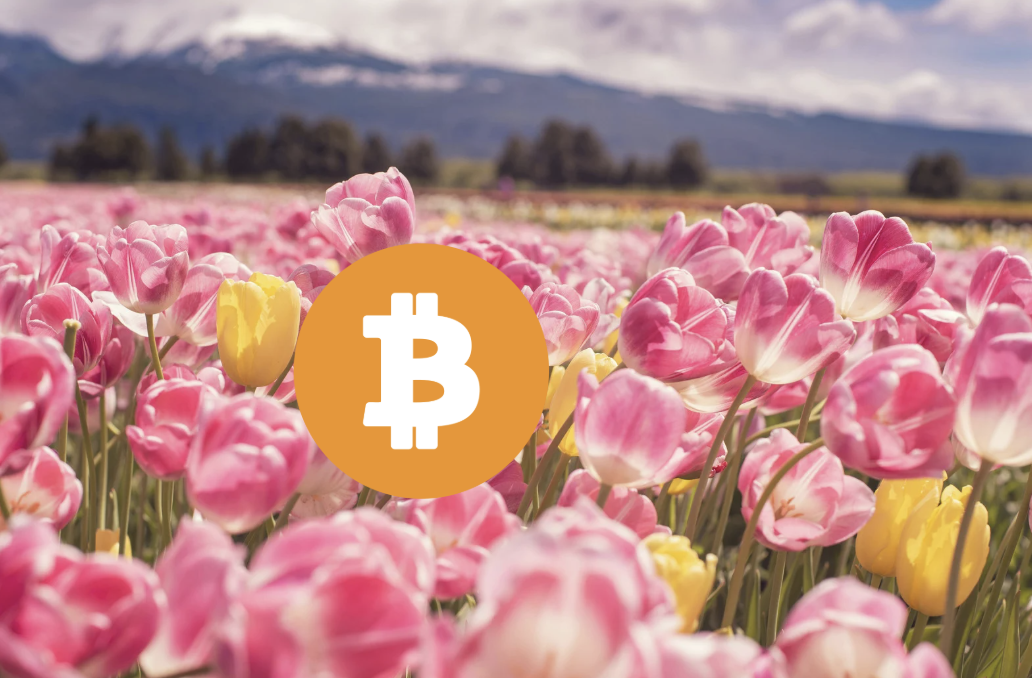 比特幣不是鬱金香！彭博分析師：17年韌性足以劃清界線