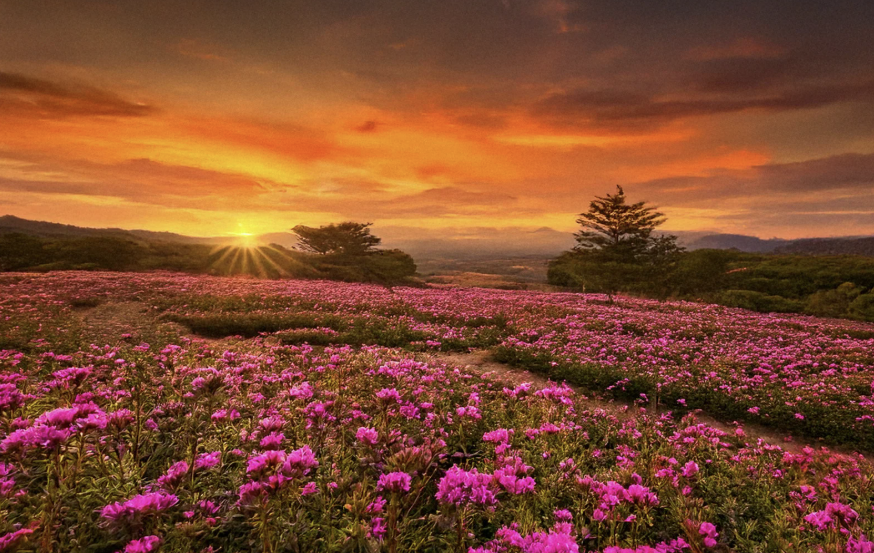 加密ETF大爆發，彭博社分析師關注TXBC！ADA成發行商最愛山寨幣？