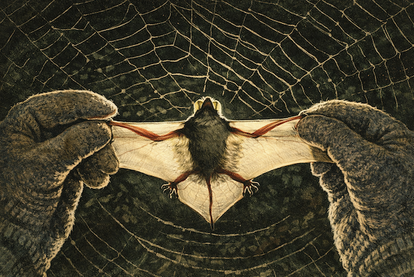 印度再現致命立百病毒！14 歲男孩死亡、60 人列高風險接觸者，WHO：此輪疫情屬「低風險」