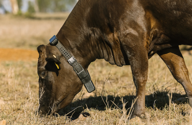 Peter Thiel 領投 AI 新創 Halter，牧牛項圈技術推升估值上看 20 億美元